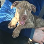 Roscoe Moore - @bigboy_roscoe_20 - Instagram