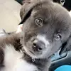 Roscoe Moore - @roscoe.thegreatpyrenees - TikTok