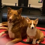 Nelson and Roscoe - @nelson_and_roscoe - Instagram