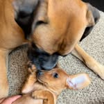 Adventures of Roscoe and Penny - @rosandpen - Instagram
