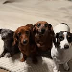 Bella, Roscoe, Olive, and Penny - @4weens__ - Instagram