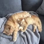 DiabloAndPenny - @diablo_penny_and_roscoe - Instagram