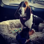 Penny & Roscoe Paysnoe - @penny.and.roscoe.the.bassets - Instagram