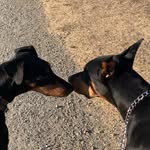 Roscoe & Penny - @mr_roscoe_biggles - Instagram
