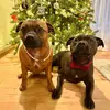 Roscoe & Penny - @roscoeandpenny - TikTok