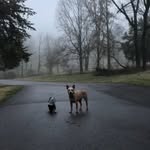 Roscoe and Penny - @roscoeandpennypups - Instagram