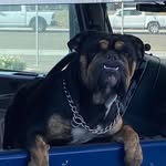 Roscoe Penny - @roscoepenny510 - Instagram