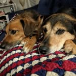roscoeandpenny - @roscoeandpenny - Instagram