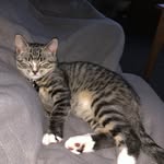 Roscoe & Wilson - @roscoe_wilson01 - Instagram