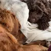 Roscoe and Wilson - @doodlebros.roscoe.wilson - TikTok