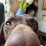 roscoe wilson - @roscie_boywilson - Instagram