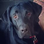 Roscoe Wilson - @love.that.roscoe - Instagram