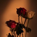 Rose Abeyta - @roseabeyta14 - Instagram