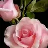 Rose Abraham - @rose.abraham3 - TikTok