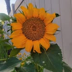 Rose Acker - @rose_n_pat - Instagram