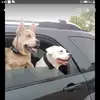 Rose.loves.god - @rose.ackerman8 - TikTok