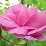 Φεστιβάλ Τριανταφύλλου - Agros Rose Festival - @agrosrosefest - Instagram