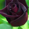 agro_rose - @agro_rose - TikTok