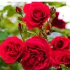 roseagronepal - @roseagronepal - TikTok