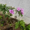 Rosesantos - @roseagronoma - TikTok