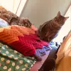 Rosie Ahern - @rosie_meow_meow - TikTok