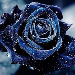 Allevamento_bluerose - @blueroseallevamento - Instagram