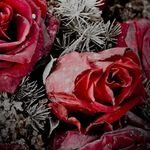 Rose Amos - @rose.amos.22 - Instagram