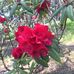 Rose Rose Archer - Facebook