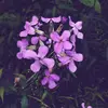 💜 - @arden_rosee - TikTok