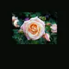 Rose Ardt - @roseardt - TikTok