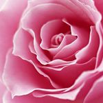 Rose Arp - @rosi.argolo - Instagram