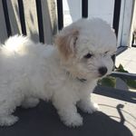 Rose Arroyo - @rosethemaltipoo - Instagram