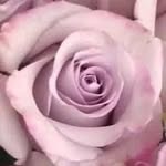 Rose Auguste - @roseauguste743 - Instagram