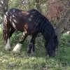 rosebarwick629 - @rosebarwick629 - TikTok