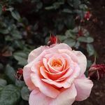 Anthea Rose Batchelor - @antheabatchelor - Instagram