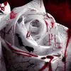 Rose Baxter - @rose.baxter5 - TikTok