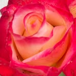 @rosebe_al - Instagram