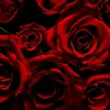 rosebeam - @rosebeam1 - TikTok