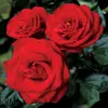 Rose.Beam❤️🌹 - @rose.beam - TikTok