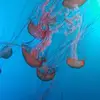 Annarose Beaudoin - @annarose.beaudoin5 - TikTok
