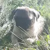 annarosebeaudoin - @annarosebeaudoin - TikTok