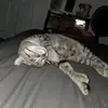 Lily-Rose - @lilyrose.beaudoin - TikTok