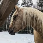 Rose Beaudoin - @rose_beaudoin_1517 - Instagram