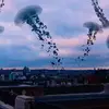 rosebeaudoin_art - @rosebeaudoin_art - TikTok