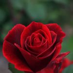 Rose Begay - @rose.begay.942 - Instagram