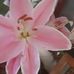 Rose Bettis-Hoyle - Facebook