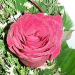 rose bloomfield - @rosebloooms - Instagram