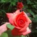 Rose Botello - Facebook