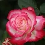 Rose Botello Vasquez - @rose.vasquez.5 - Instagram