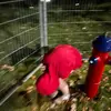 Rose Boucher - @rose.boucher0 - TikTok